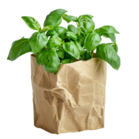 Fresh Basil in Brown Paper Bag png