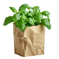 Frais basilic dans marron papier sac png