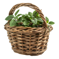 Wicker Basket with Green Plants png