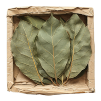 verde bahía hojas en cartulina caja png