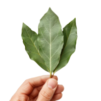 Hand Holding Fresh Bay Leaves png