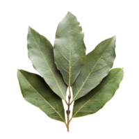 Green Bay Leaves Isolated png