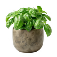 Fresh Basil Plant in Concrete Pot png