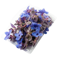 azul e roxa borragem flores em uma prato png