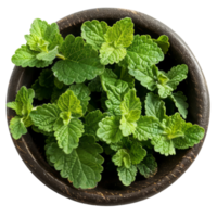 Potted Fresh Catnip Plant, Top View png