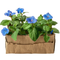 blauw borage bloemen in een karton planter png