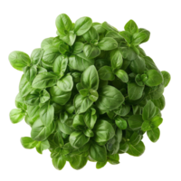 Fresh Basil Bouquet png