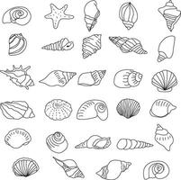 seashell outline illustration vector