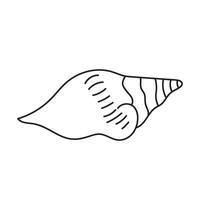 seashell outline illustration vector