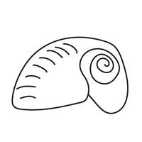 seashell outline illustration vector