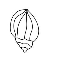 seashell outline illustration vector