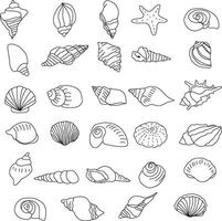 seashell outline illustration vector