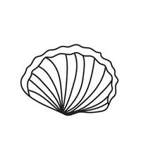 seashell outline illustration vector