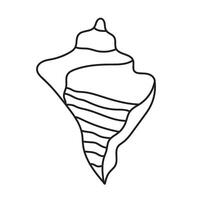 seashell outline illustration vector