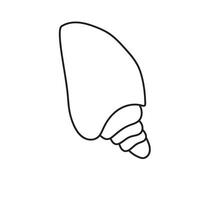 seashell outline illustration vector