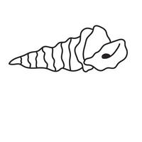 seashell outline illustration vector