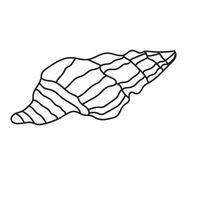 seashell outline illustration vector