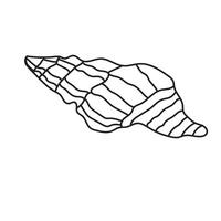 seashell outline illustration vector