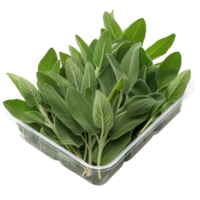 Fresh Sage Leaves in Plastic Container png