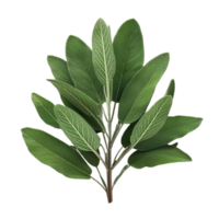 Fresh Green Sage Leaves Isolated png