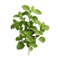 Fresh Catnip Plant Isolated on Black png