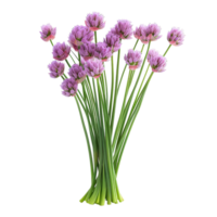 Bunch of Purple Chive Blossoms png