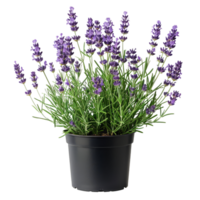 Potted Lavender Plant png