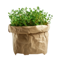 mis en pot vert thym png