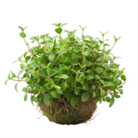 Lush Green Potted Thyme Plant on Black Background png