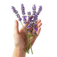 Hand halten frisch Lavendel Zweige png