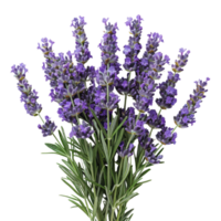 üppig Lavendel blüht png
