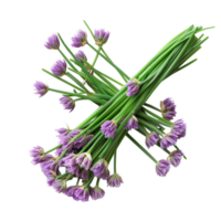Strauß von lila Schnittlauch Blüten png