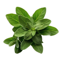 Fresh Sage Leaves Isolated on Black png