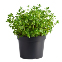 Fresco tomillo planta en maceta png