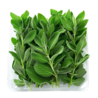 Fresh Sage Leaves on White Background png