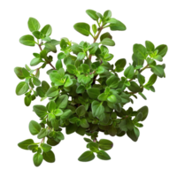 Lush Green Potted Thyme Plant on Black Background png