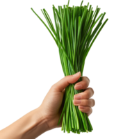 Hand Holding Fresh Chives png