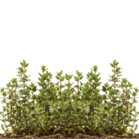 Lush Green Thyme on Black Background png