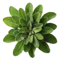 vibrante verde sabio planta png