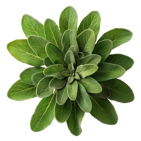 vibrant vert sauge plante png