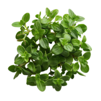 Fresh Thyme Plant on Black Background png