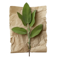 sauge feuilles sur ridé papier png