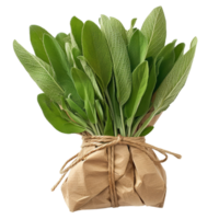 Bouquet of Fresh Sage Leaves png