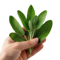 Fresh Sage Leaves in Hand png