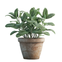 Potted Sage Plant on Dark Background png