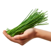 Fresh Chives in Hand png