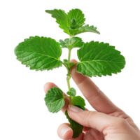 herbe à chat plante germer dans Humain les doigts png