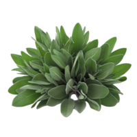 Sage Plant Isolated on Black png