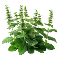 Blooming Catnip Plant Isolated on Black png