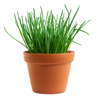 Green Chives Plant in Terracotta Pot Isolated on Black Background png